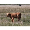 Image 8 : CK Cattle Co. (Scott & Laura Culligan) - 490# October Delivery Steer Calves - 120 Head (Eyre, SK)