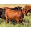 Image 3 : Spruce Tree Cattle Co. - 1000# November Delivery Grass Heifers - 63 Head (Linden, AB)