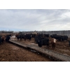 Image 2 : Moore Ranching - 815# May Delivery Heifers - 113 Head (Loon Lake, SK)