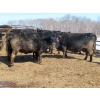 Image 4 : David Garvey - 1625# March Delivery Cows - 67 Head (Wapella, SK)