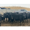 Image 3 : Echo Springs Ranching  - 735# February Delivery Heifers - 34 Head (Granum, AB)