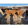 Image 8 : Sunrise Cattle Co. - 770# March Delivery Heifers - 73 Head (Steinbach, MB)