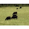 Image 2 : White Moose Ranches - 450# October Delivery Heifer Calves - 190 Head (Diamond Valley, AB)