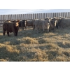 Image 2 : VJS Ag Corp. - 730# February Delivery Steers - 80 Head (Vanscoy, SK) VBP+