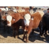 Image 4 : Little Rainbow Ranch - 775# March Delivery Steers - 156 Head (Moosomin, SK)