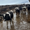 Image 2 : Idaho Dairies/Ranches - 73 Cows & 2 Bulls (Burley, ID)