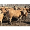 Image 10 : Williamson Farms - 922# April Delivery Heifers - 250 Head (Bow City, AB)