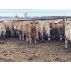 Image 2 : Jeff & Jenise Robertson - 720# February Weaned Steers - 85 Head (Gainford, AB)