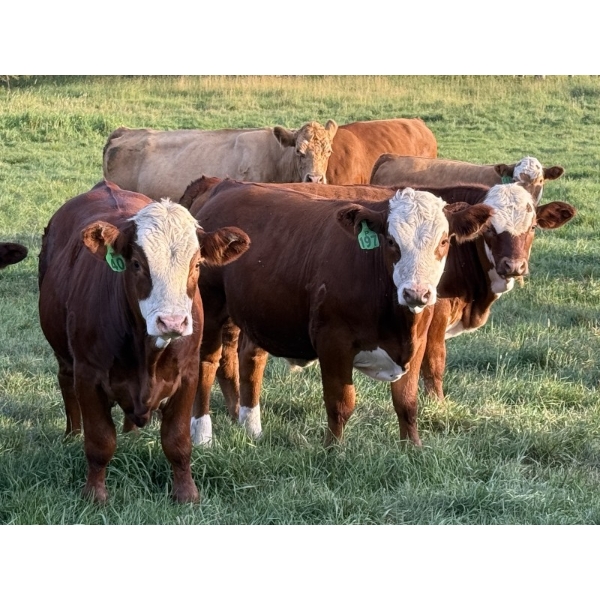 Jason & Jenna Packer - 830# October Delivery Steer Calves - 145 Head (Sundre, AB)