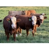 Image 1 : Jason & Jenna Packer - 830# October Delivery Steer Calves - 145 Head (Sundre, AB)