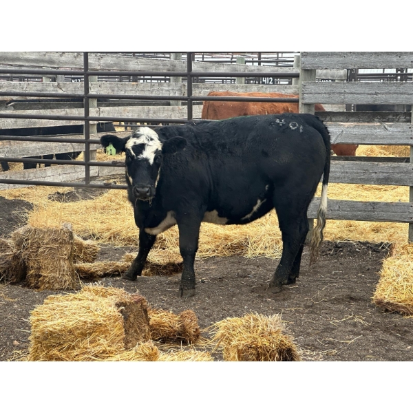 Rosgen Ranches - 1 Heifer (Pen 140)