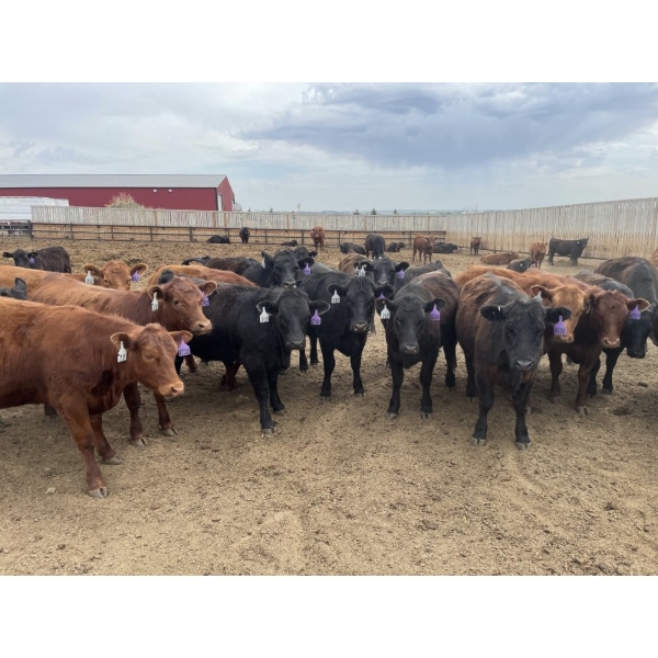 Lazy B Farm & Ranch - 975# August Delivery Heifers - 130 Head (Linden, AB)