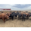 Image 1 : Lazy B Farm & Ranch - 975# August Delivery Heifers - 130 Head (Linden, AB)