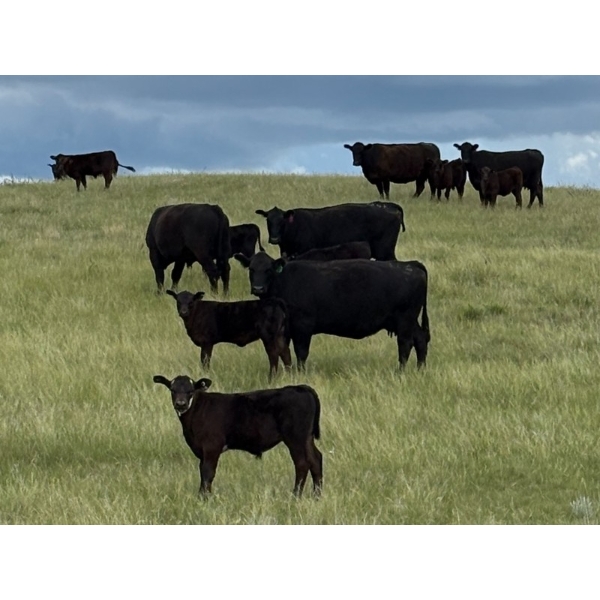 Paragon Ranch - 515# Sept/Oct Delivery Steer Calves - 110 Head (Bengough, SK)