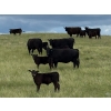 Image 1 : Paragon Ranch - 515# Sept/Oct Delivery Steer Calves - 110 Head (Bengough, SK)