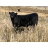 Image 11 : Brad & Sandy Lockhart - 550# October Delivery Steer Calves - 110 Head (Big Stone, AB)