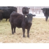 Image 3 : Martin DeVos - 675# March Delivery Steers - 95 Head (Fork River, MB) ***ADDED LOT***