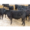 Image 15 : D & N Livestock - 740# March/April Delivery Steers - 160 Head (Peebles, SK) VBP+