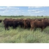 Image 3 : Sheldon Reimer - 940# September Delivery Grass Heifers - 325 Head (Cromer, MB)