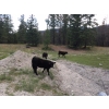 Image 4 : 44 Cattle Co./T6 Ranch - 630# November Delivery Heifer Calves - 95 Head (OK Falls, BC)