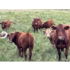 Image 8 : Leaning Arrow Ranch - 600# November Delivery Steer Calves - 95 Head (Dewberry, AB)