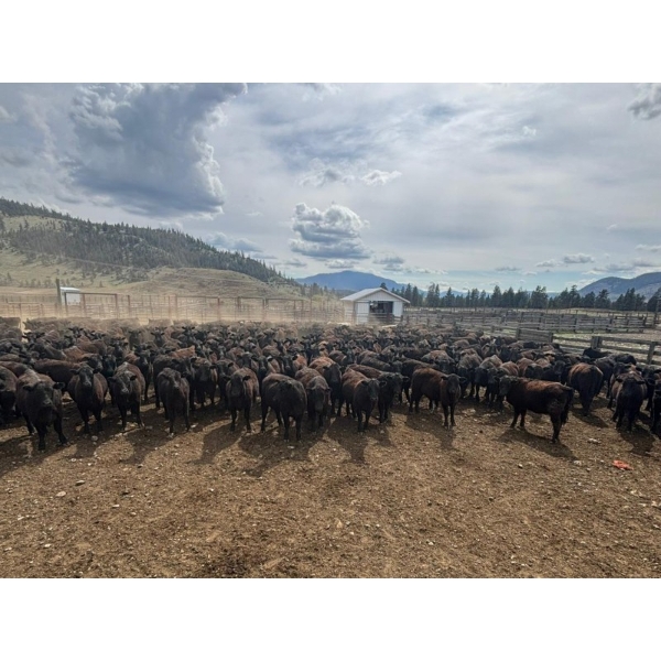 Nicola Ranch - 740# May Delivery Heifers - 280 Head (Nicola, BC)