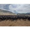 Image 1 : Nicola Ranch - 740# May Delivery Heifers - 280 Head (Nicola, BC)