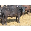 Image 4 : A&S Farms - 30 BBF Replacement Heifers (Coaldale, AB)