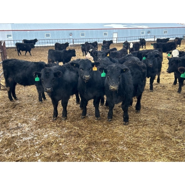 G & B Farms - 740# March Delivery Steers - 79 Head (Deloraine, MB) VBP+