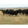 Image 3 : RJ Bart Stock Corp. - 900# August Delivery Grass Heifers - 120 Head (High River, AB)
