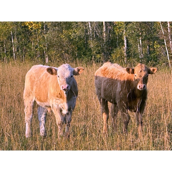 Midpoint Farms - 640# January Delivery Weaned Steers - 90 Head (Drayton Valley, AB)