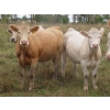 Image 4 : Taylor Enterprises Inc. - 900# Sept/Oct Delivery Grass Heifers - 140 Head (Wawota, SK)