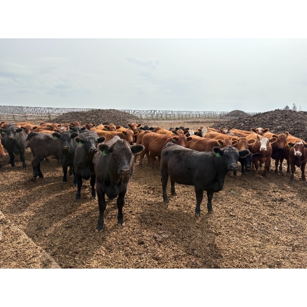 Roseburn Ranches - 980# October Delivery Heifers - 175 Head (High River, AB)