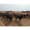 Image 1 : Roseburn Ranches - 980# October Delivery Heifers - 175 Head (High River, AB)