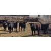 Image 5 : M.S. MacLean Livestock - 17 Black Angus Replacement Heifers (Coaldale, AB)