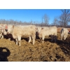 Image 6 : Owen Sellman - 800# February Delivery Heifers - 75 Head (McCreary, MB)