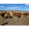Image 3 : Hecker Farms Ltd. - 660# March Delivery Steers - 25 Head (Piapot, SK)