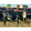 Image 13 : Valley View Ranch - 945# September Delivery Grass Heifers - 58 Head (Strathmore, AB)