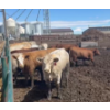 Image 5 : Cattlewood Farms Ltd. - 760# June Delivery Heifers - 35 Head (Swalwell, AB)