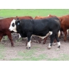 Image 14 : Ranahan Ranch - 950# June Delivery Steers - 65 Head (Whitewood, SK)