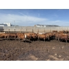 Image 4 : Poelman Farms - 860# August Delivery Heifers - 206 Head (Granum, AB)