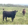 Image 10 : John Bland - 975# September Delivery Grass Heifers - 120 Head (Rimbey, AB)