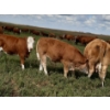 Image 4 : Craigmyle Colony - 750# October Delivery Steer Calves - 80 Head (Craigmyle, AB)