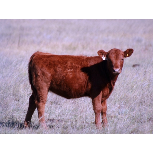 F Nester Ranching - 470# October Delivery Heifer Calves - 75 Head (Picture Butte, AB) VBP+