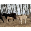 Image 8 : C & L Livestock - 29 Black 3rd Calf 3-Way Pairs (Edam, SK) VBP+