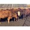 Image 2 : Midpoint Farms - 16 Red Angus X February/March Calving Bred Heifers (Drayton Valley, AB)