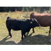 Image 3 : John & Karen, Allen & Jamie Johnson - 650# Heifer Calves - 95 Head (Heffley Louis Creek, BC)
