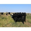Image 3 : Blaq Sand Farms - 690# October Delivery Steer Calves - 75 Head (Edam, SK)
