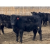 Image 11 : Hawk Ranching - 970# March Delivery Steers - 65 Head (Nanton, AB)