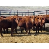 Image 3 : Darren Wagner - 22 Red Angus X Replacement Heifers (Lancer, SK)